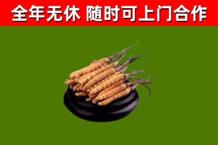 洛龙烟酒回收冬虫夏草.jpg