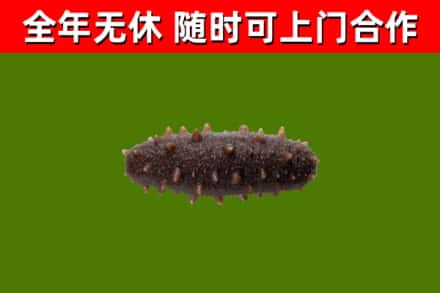 洛龙回收海参干